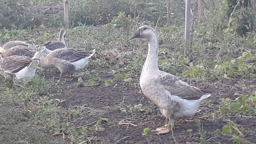  - 3 Boboci de gasca Africana 2017