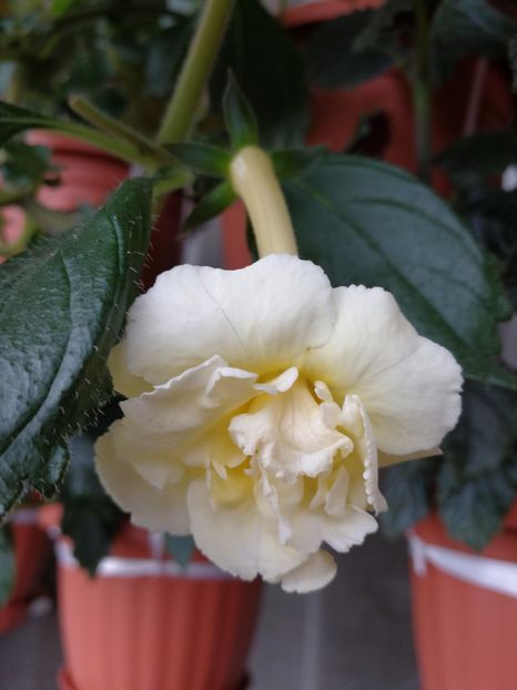  - Yellow English Rose