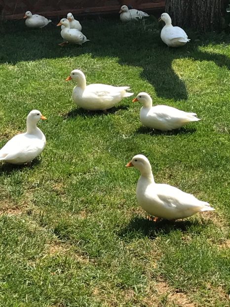  - VANZARI-SCHIMBURI-CUMPARARI