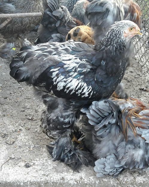  - a__Pui si tineret brahma 2017