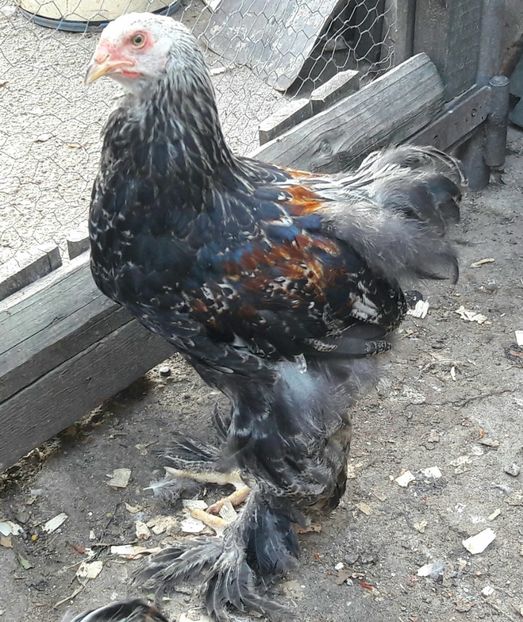  - a__Pui si tineret brahma 2017