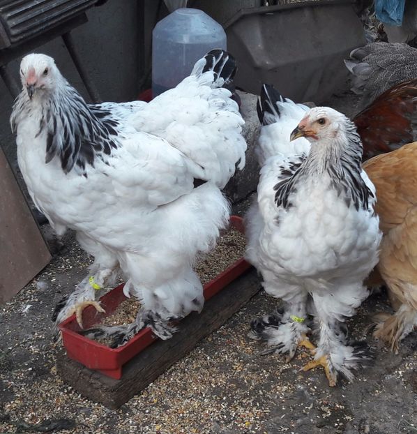  - a__Pui si tineret brahma 2017