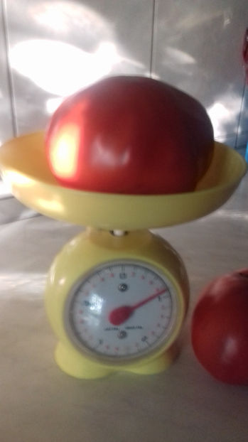 super rosii uriase - SEMINTE ROSII URIASE