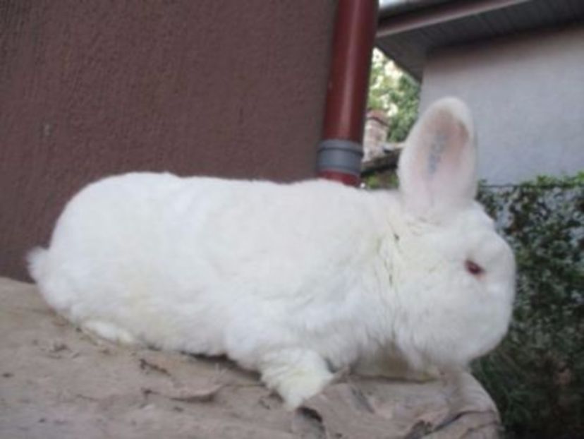  - X ARHIVA IEPURI CE AM AVUT