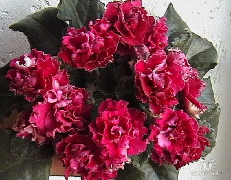 ness antique red - frunze violete 3 lei