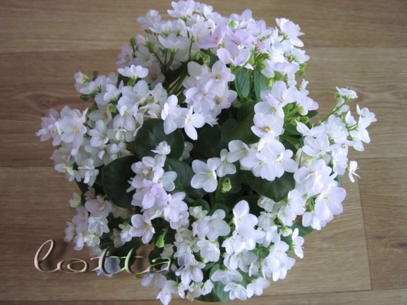 white roby - frunze violete 3 lei
