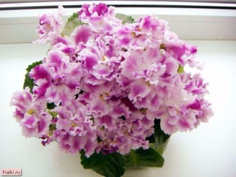 rs kabare - frunze violete 3 lei