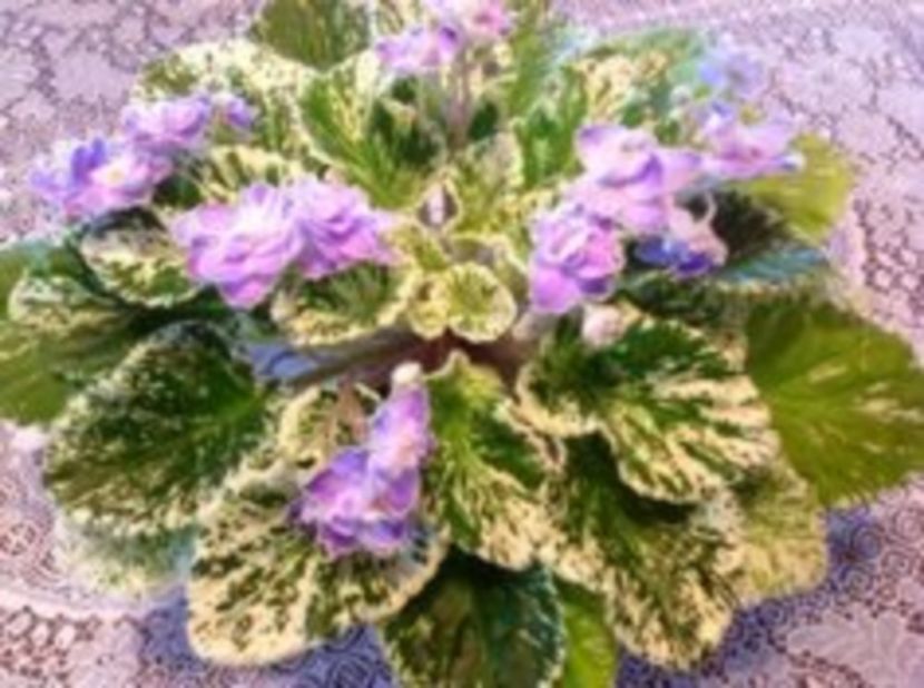 sansoucy coco - frunze violete 3 lei