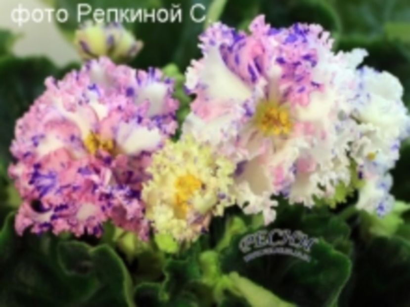 rs diadema - frunze violete 3 lei