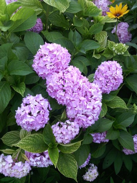  - 01-Flori din curtea mea 2017