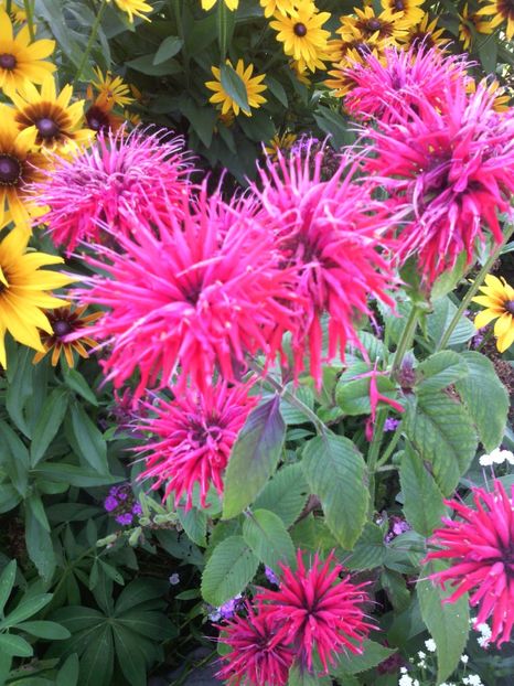  - 01-Flori din curtea mea 2017