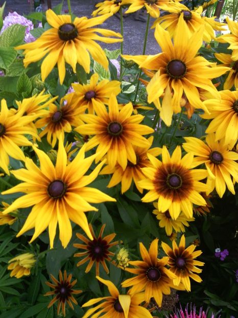  - 01-Flori din curtea mea 2017