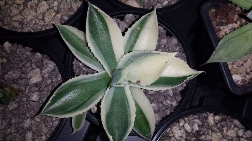 Agave Potatorum Desert Diamond Special Variegated - Agave Potatorum