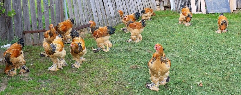  - Brahma Columbia Galben-negru 2017