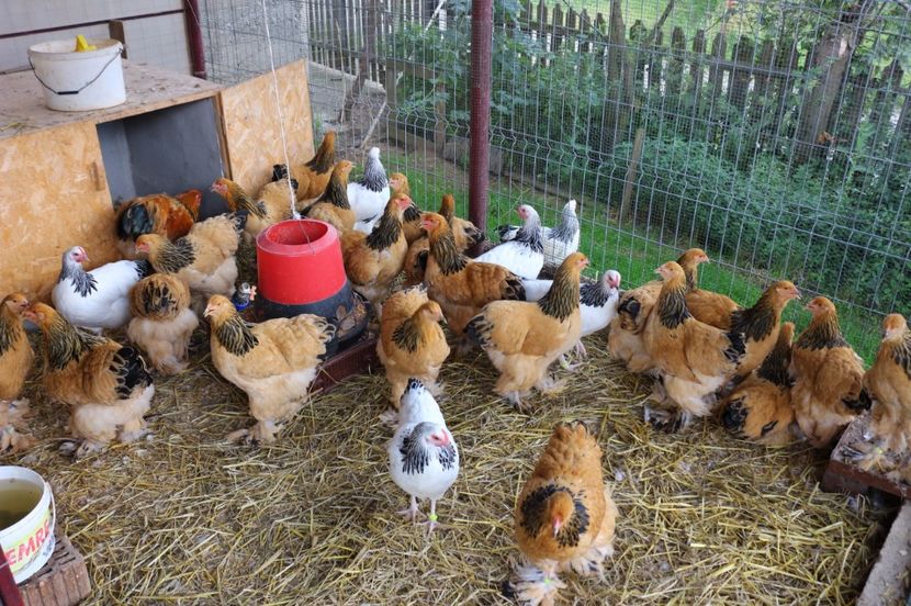  - Brahma Columbia Galben-negru 2017