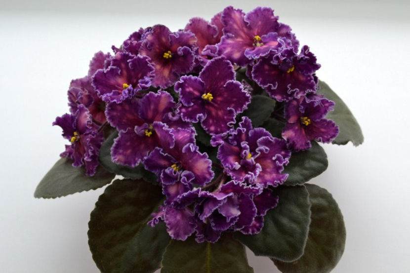 poza net - zzzz Spanish Dancer out of collection