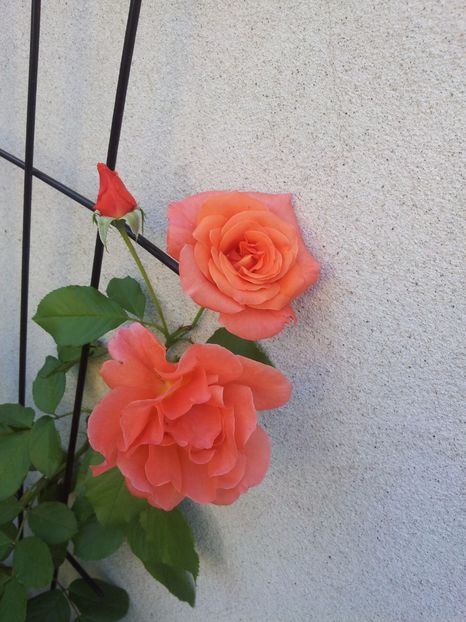  - Westerland 2