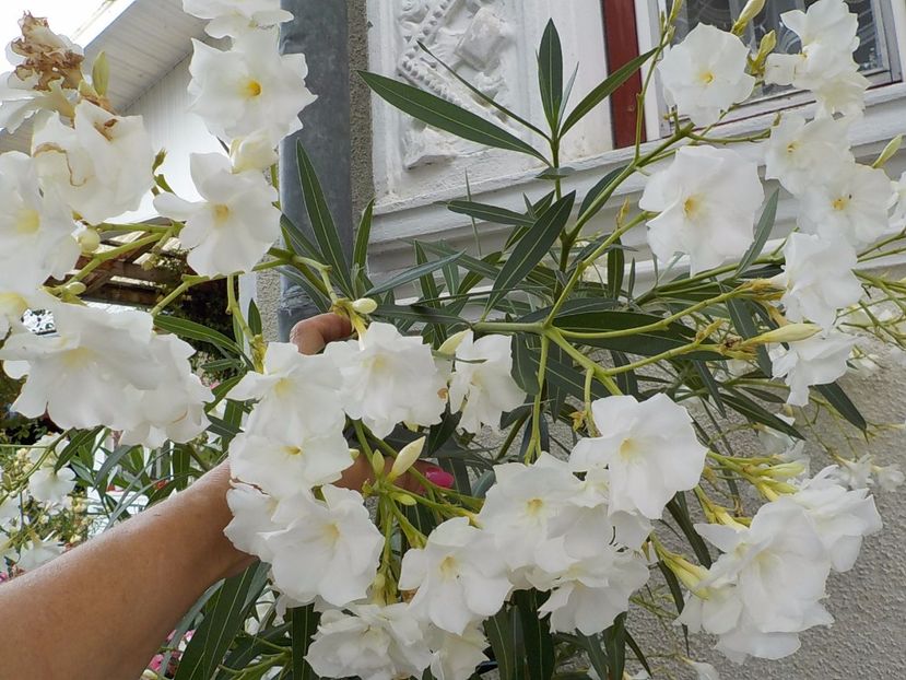  - mont blanc leandru nr 22