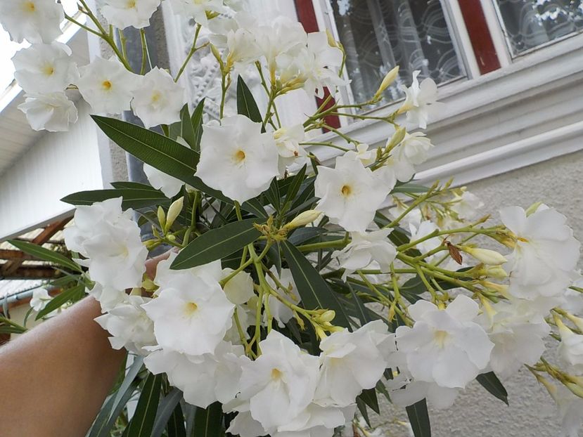  - mont blanc leandru nr 22