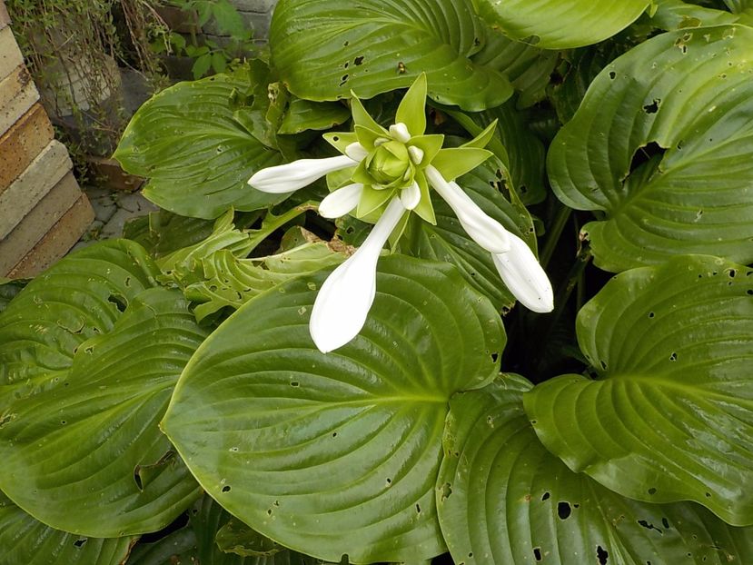  - hosta