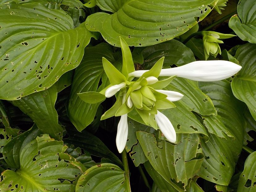  - hosta