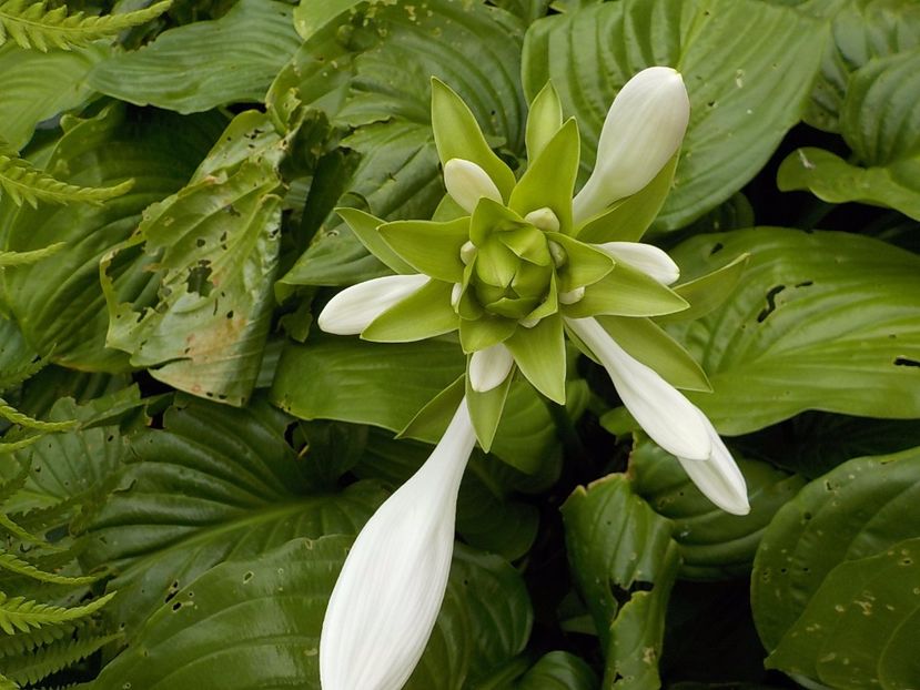  - hosta