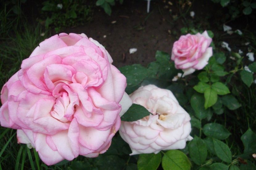  - Biedermeier Garden