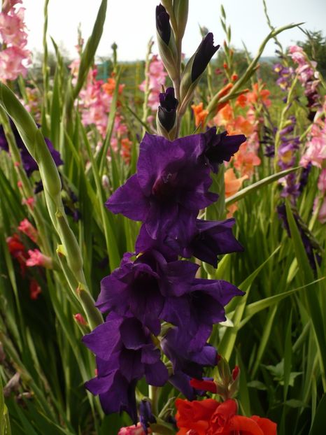 P1260879 - Gladiole 2017