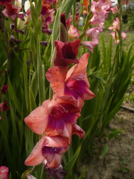 P1260883 - Gladiole 2017