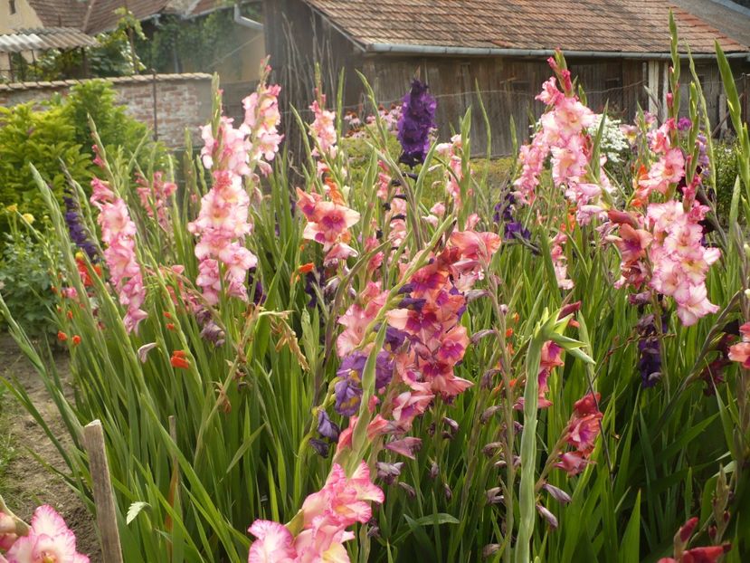 P1260884 - Gladiole 2017