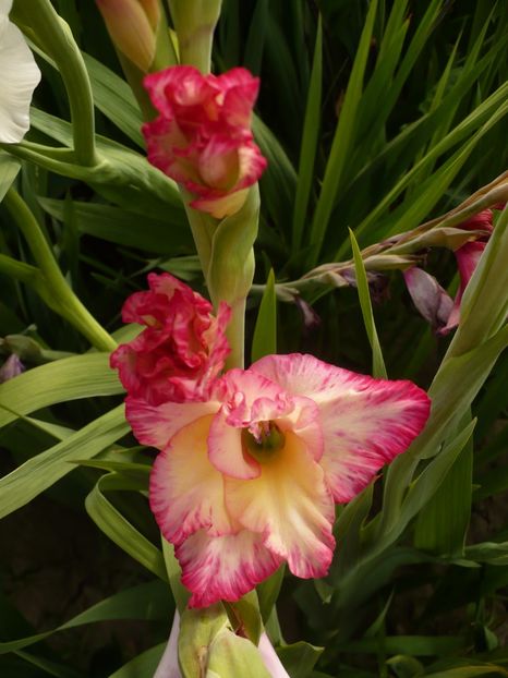 P1260885 - Gladiole 2017