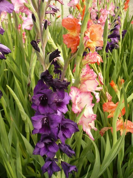 P1260886 - Gladiole 2017