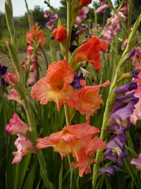 P1260899 - Gladiole 2017