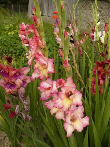 P1260902 - Gladiole 2017