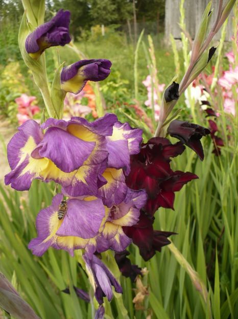 P1260903 - Gladiole 2017