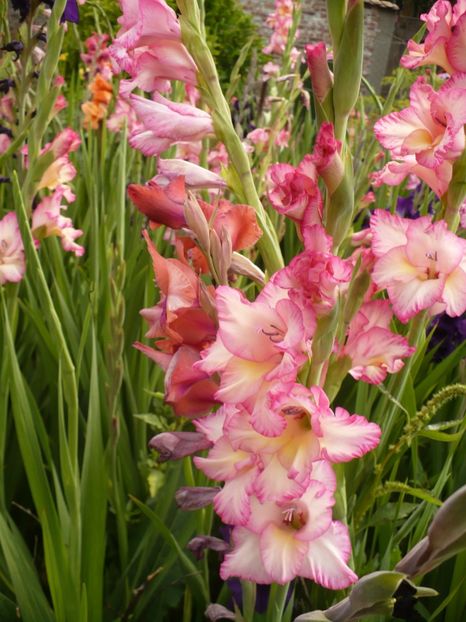 P1260905 - Gladiole 2017