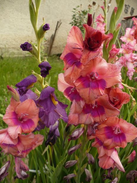 P1260907 - Gladiole 2017