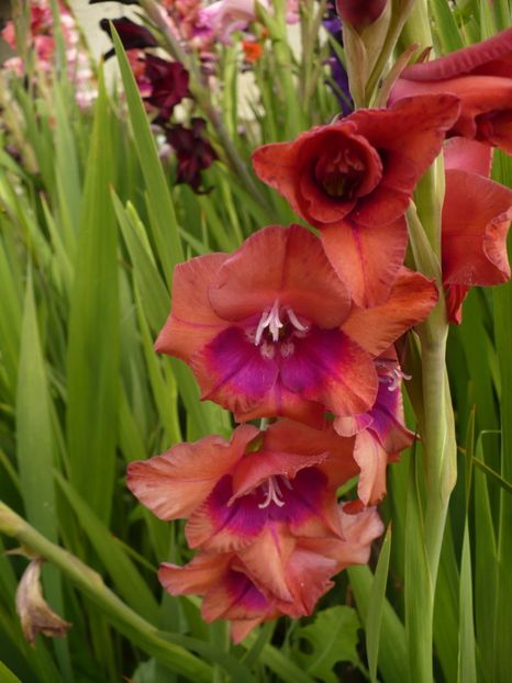 P1260908 - Gladiole 2017