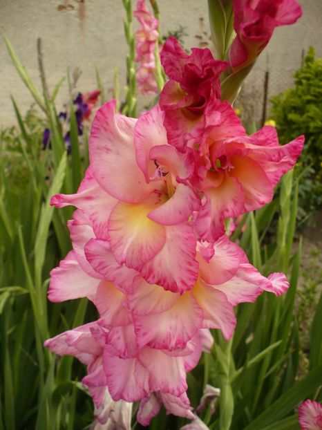 P1260910 - Gladiole 2017