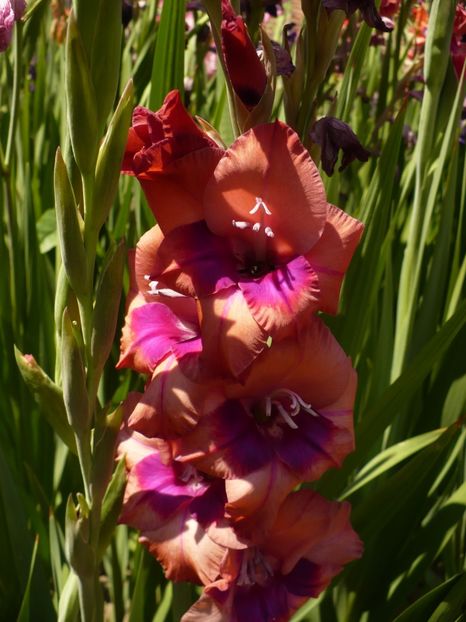 P1270029 - Gladiole 2017