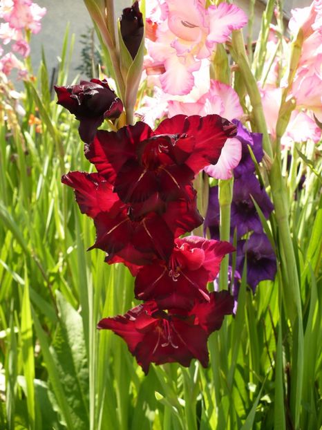 P1270031 - Gladiole 2017