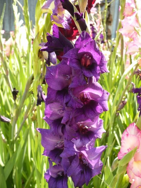 P1270033 - Gladiole 2017