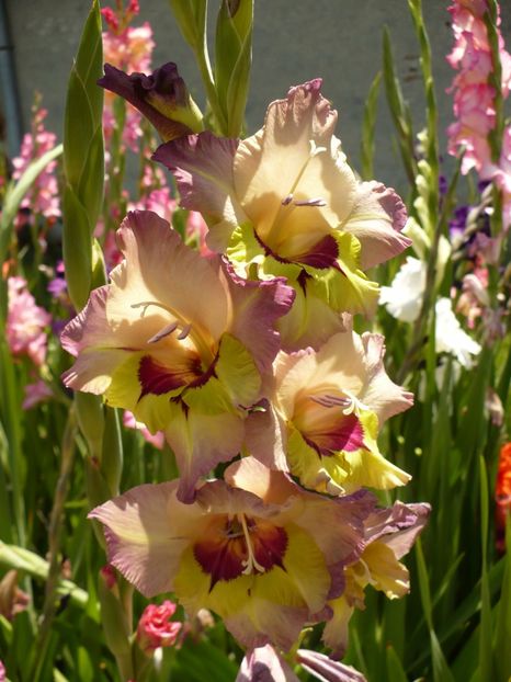 P1270035 - Gladiole 2017