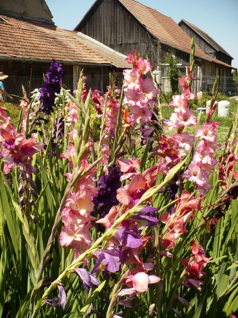 P1270036 - Gladiole 2017