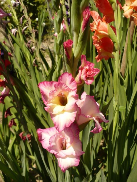 P1270038 - Gladiole 2017