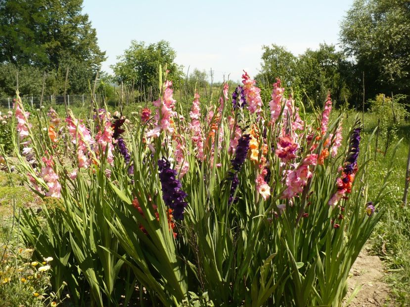 P1270043 - Gladiole 2017