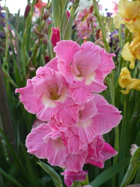 P1270170 - Gladiole 2017