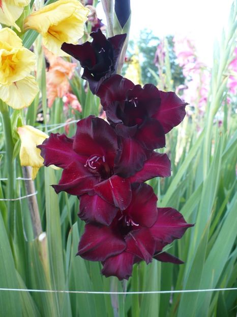 P1270171 - Gladiole 2017