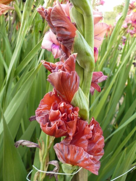 P1270174 - Gladiole 2017