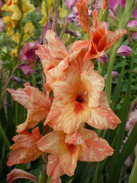 P1270175 - Gladiole 2017